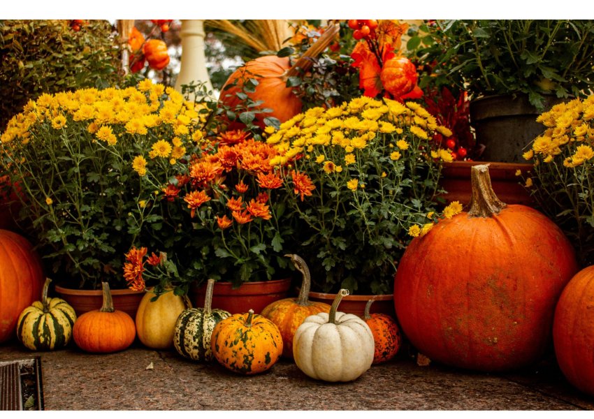 Herbst.Genuss Markt mit feierlicher Eröffnung Notburga Laden